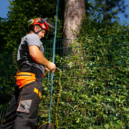 VB-Dienstleistung_Baumpflege